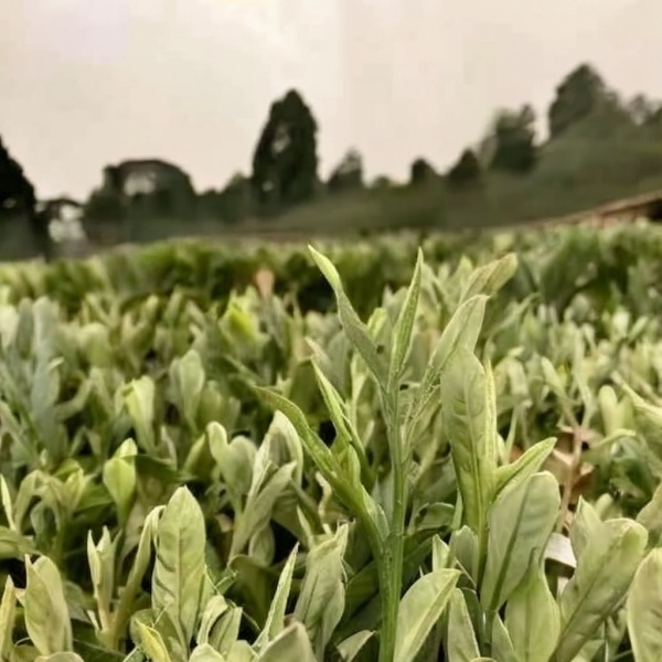 当心!喝安吉白茶的九大神奇功效让你惊叹不已 当心!喝安吉白茶的九大神奇功效让你惊叹不已