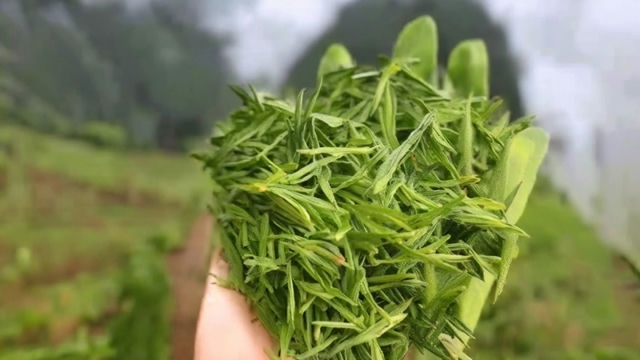 探寻白茶之美:散茶、饼茶、白茶,三者异同揭秘 探寻白茶之美:散茶、饼茶、白茶,三者异同揭秘