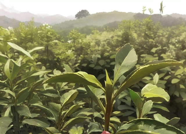 珠茶出口代号:振兴传统,拓展国际市场,助力中国茶叶走向世界舞台 珠茶出口代号:振兴传统,拓展国际市场,助力中国茶叶走向世界舞台